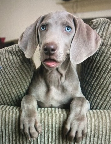 happy pup on chair